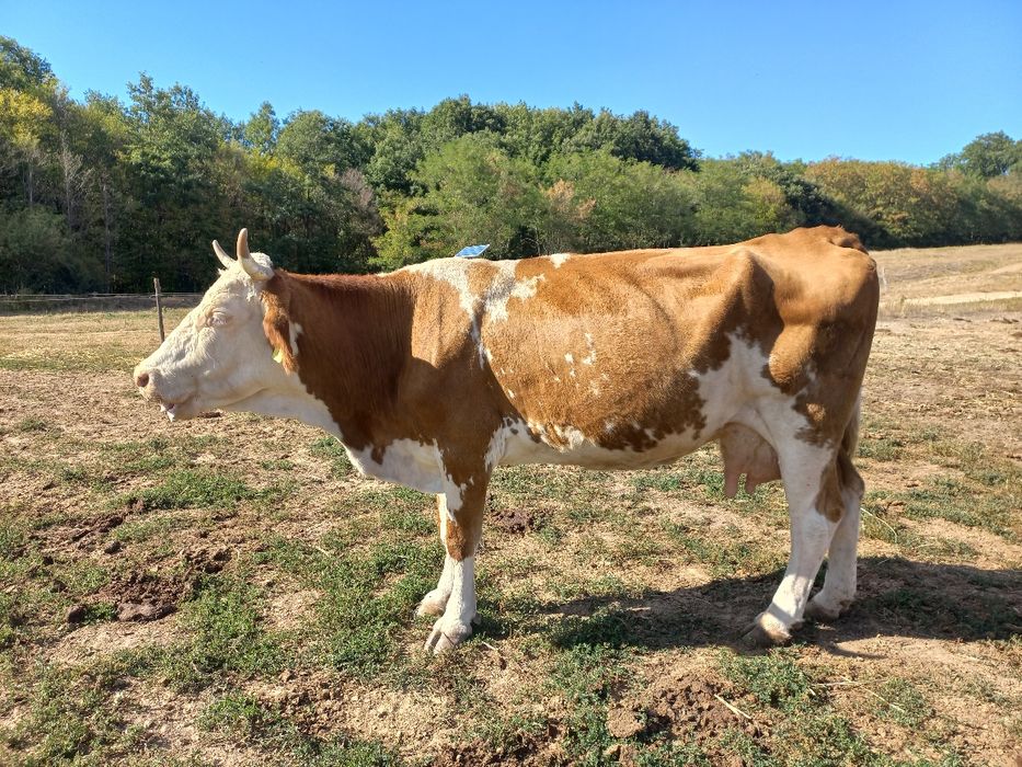 Vaca baltata românească