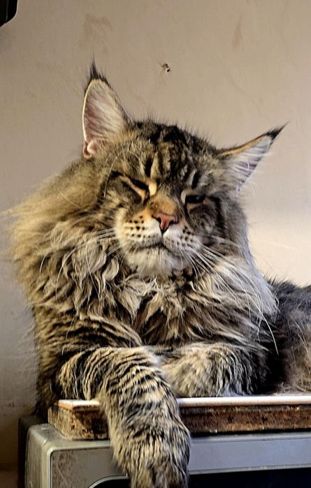 Уникални котенца мейн  куун