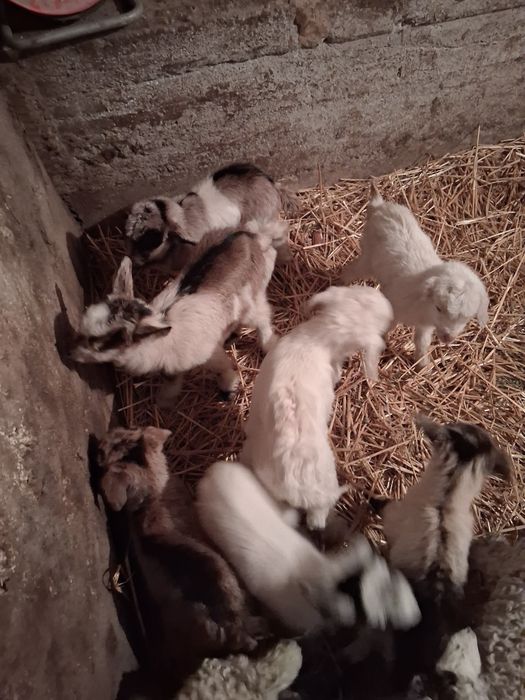 De vanzare iezi in tiream