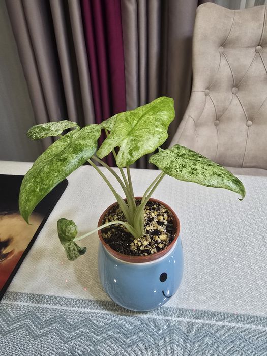 Продам алоказия макрориза