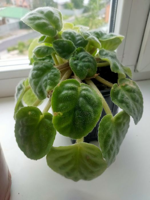 Продам домашние фиалки