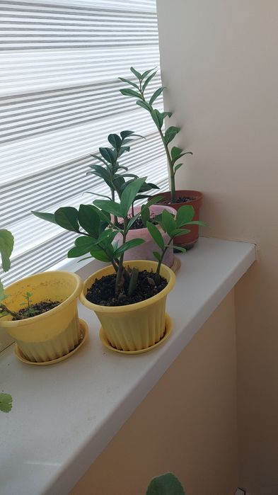 Цветы комнатные разные