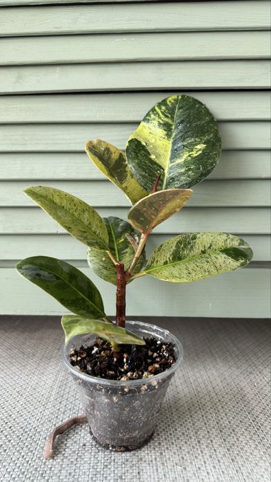 Фикус  Шривериана