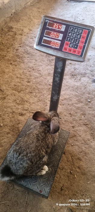 Flandir arkak quyonla