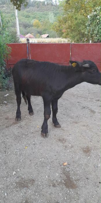 Vând viței de bivol!!