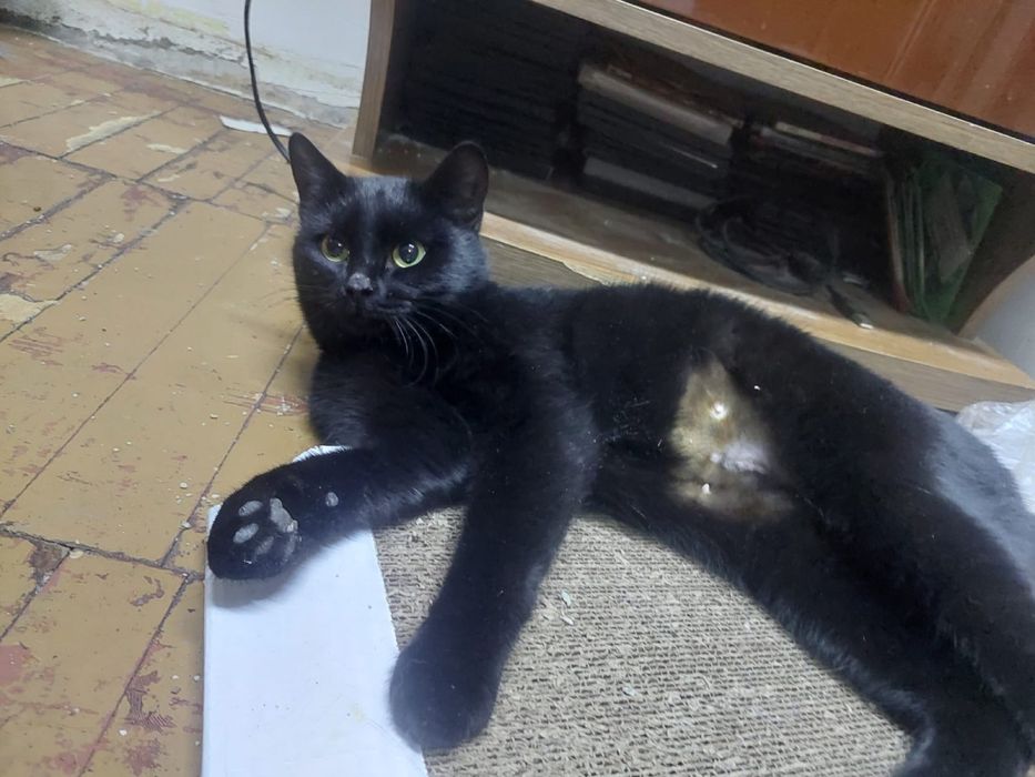 Кошка Саша ищет семью и дом