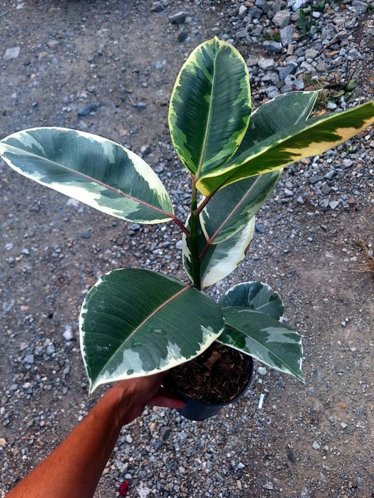 Vand plante de apartament
