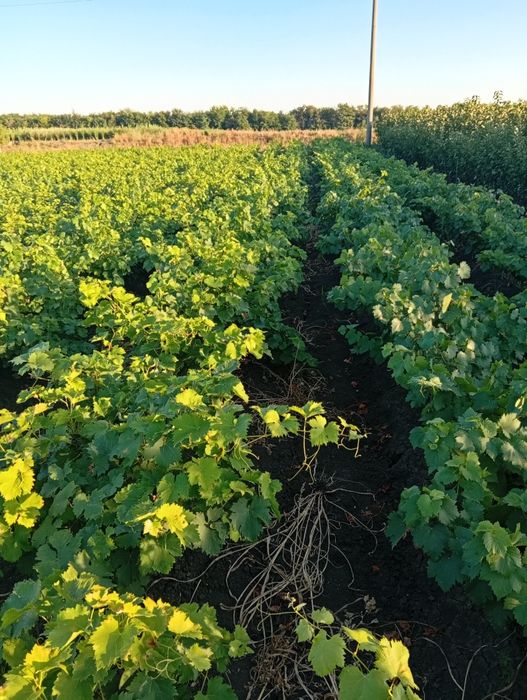 Butași de calitate anul 3 preț de producător