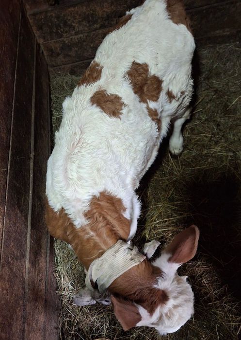 Vând vaca cu vițea