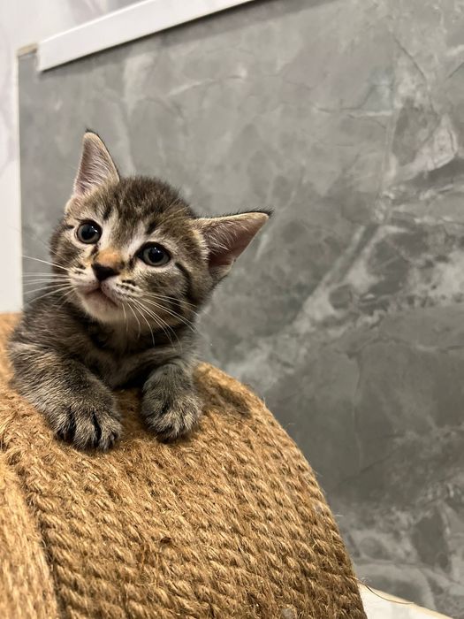 Отдаём котят в добрые руки