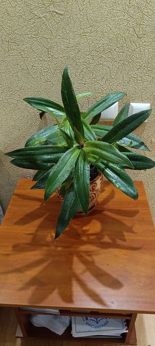 Продам цветок с горшком