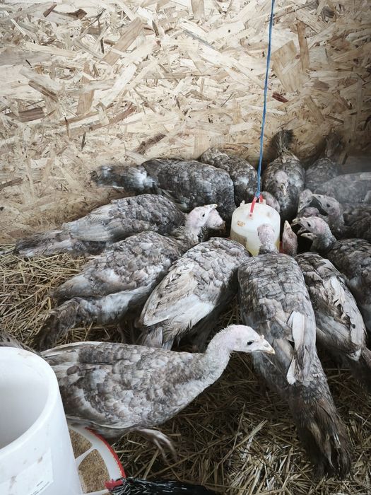 Pui de curca la 5 luni