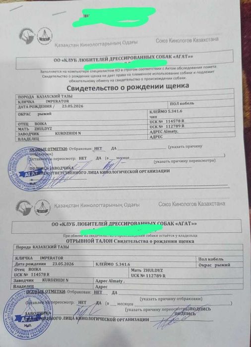 Тазының күшігі сатылады