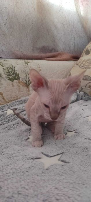 Продаются Сфинксы резинки