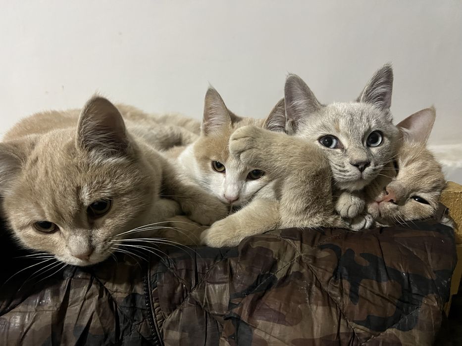 4 кошки если хотите купить напишите