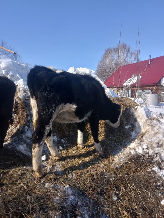Продаются телята на доращивания