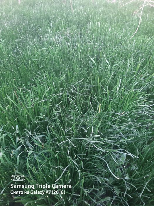 Продаются цаеты.