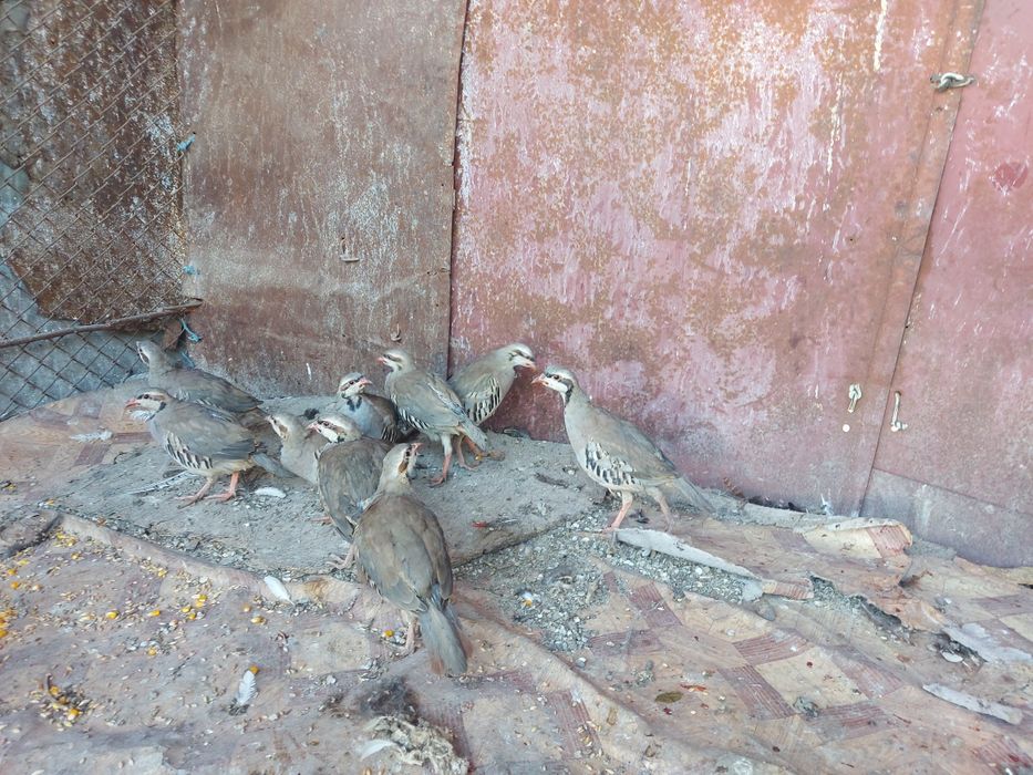 Горные куропатки кеклик самцы и самки