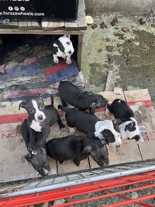 Питбули на 2 месеца