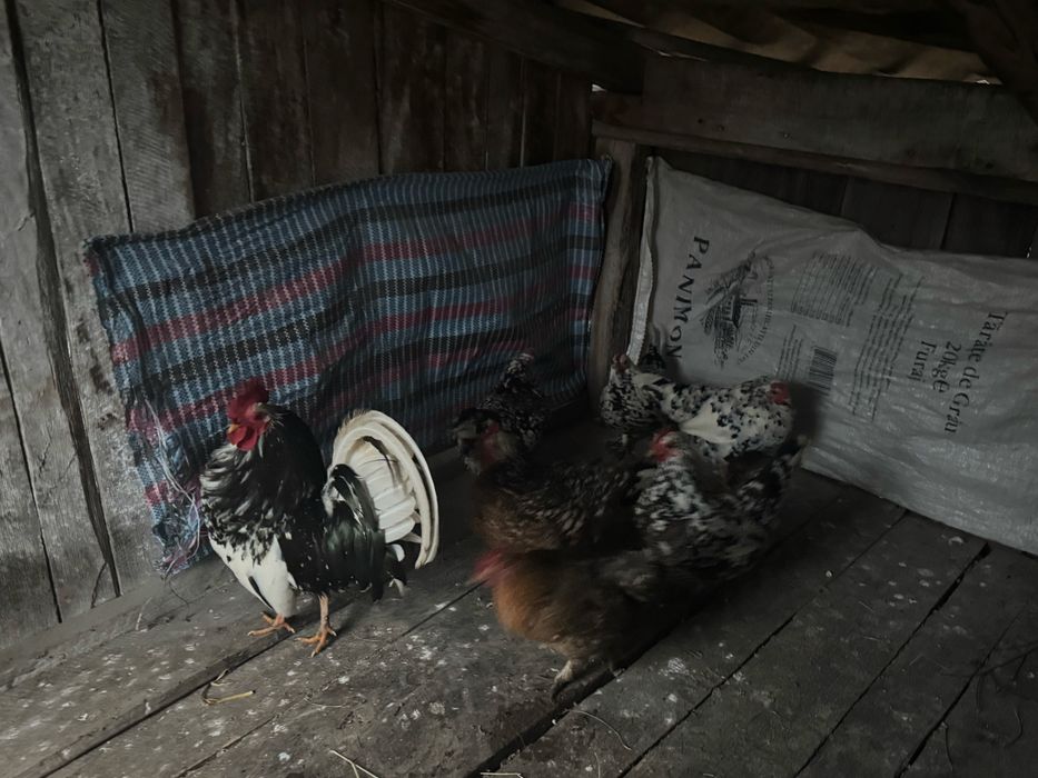 Vand oua de incubat de la gaini americane si mii de flori