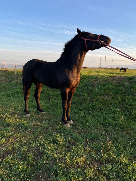 Продаётся лошадь