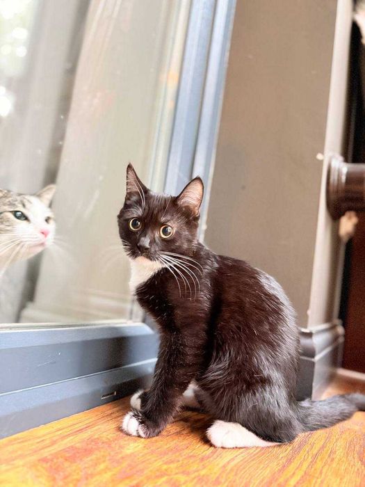 Отдам котят в хорошие руки