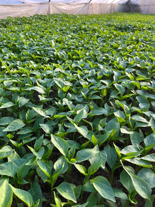 Vand rasad rosii,vinete,ardei, rasaduri plante aromatice și flori