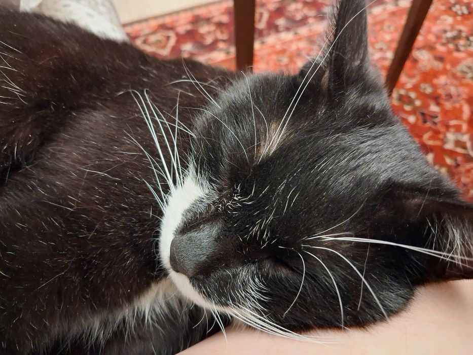 Кот чёрнобелого окраса