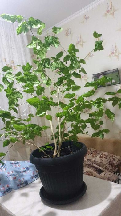 Продаю домашние цветы