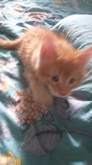 котята Мейн-куна.