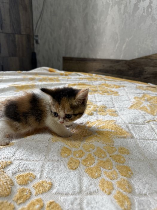 Продаются породистые котята породы шиншилла