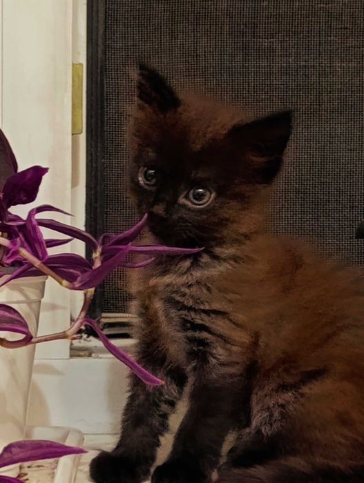 Коричневый котенок