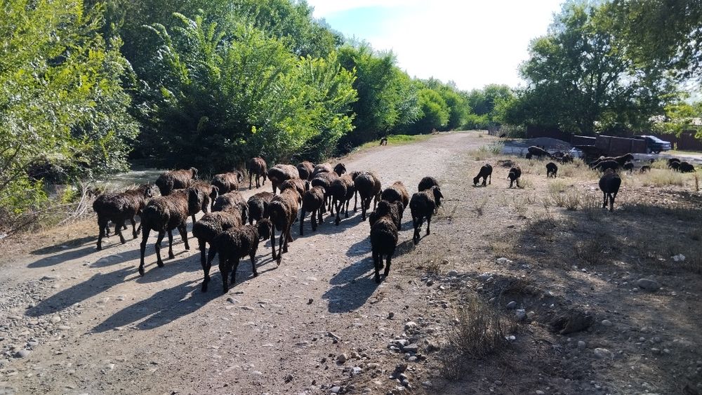 Продаю Ягнят с. Балпык би