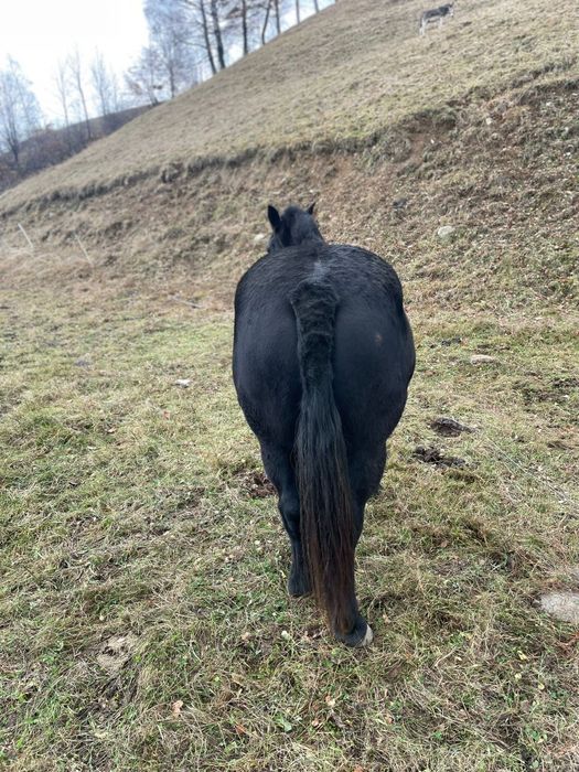 Manz de 7 luni si iapa de 2,5 ani