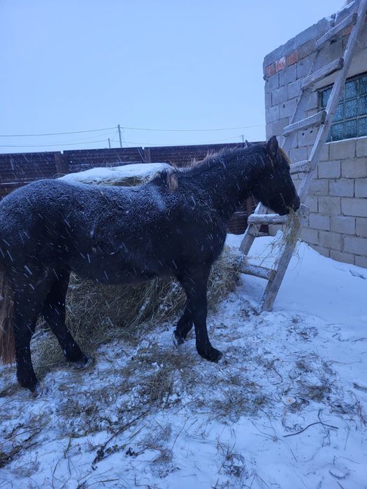 Продам Тай.