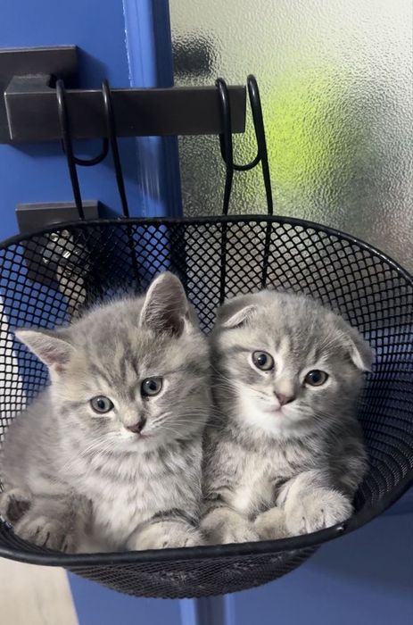 Вислоухие Шотландские котята