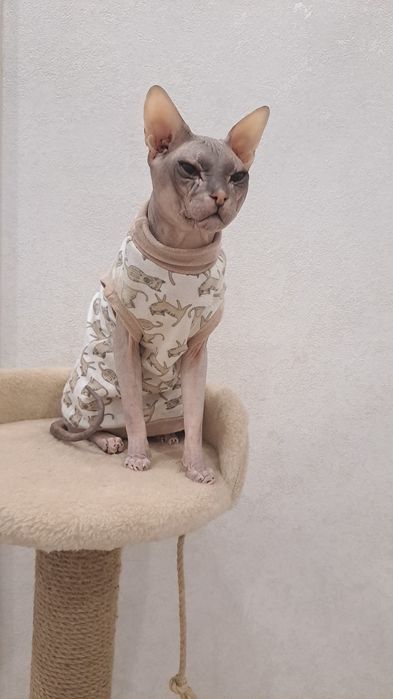 Котик ищет кошечку))