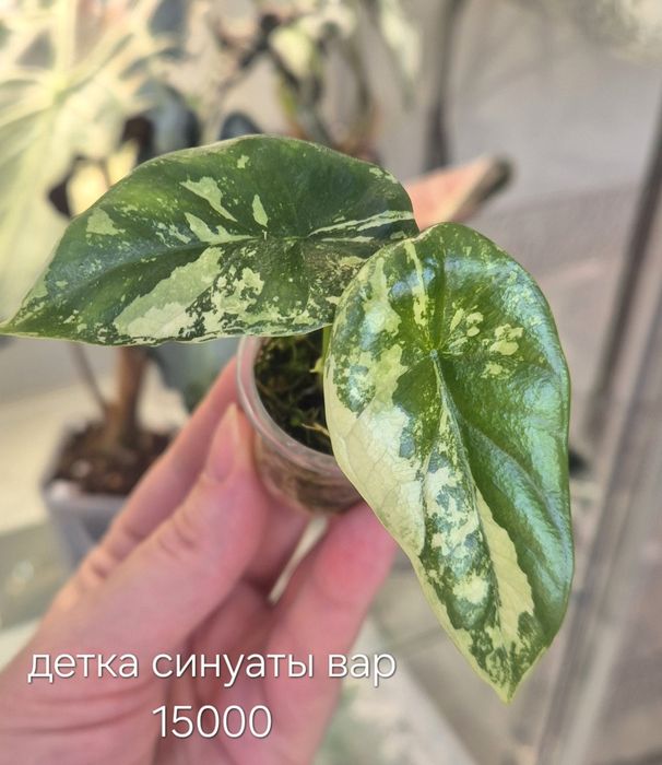 Молодые алоказии