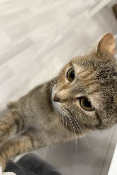 Кошечка молодая, ласковая