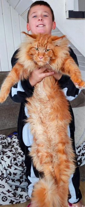 Мейн кун вязка кота