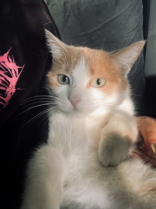 Отдам кошку в добрые руки