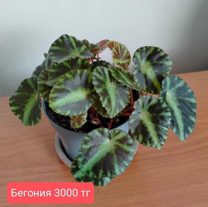 Продам комнатные растения