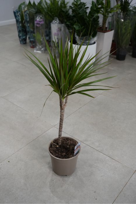 Драцена Маргината 70 см