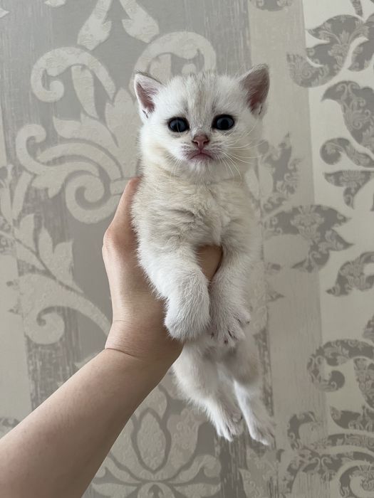 Продаются котята , mushuk sotiladi