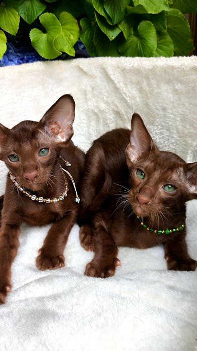 ORIENTAL kittens - ШОКОЛАД,  Коричневые
