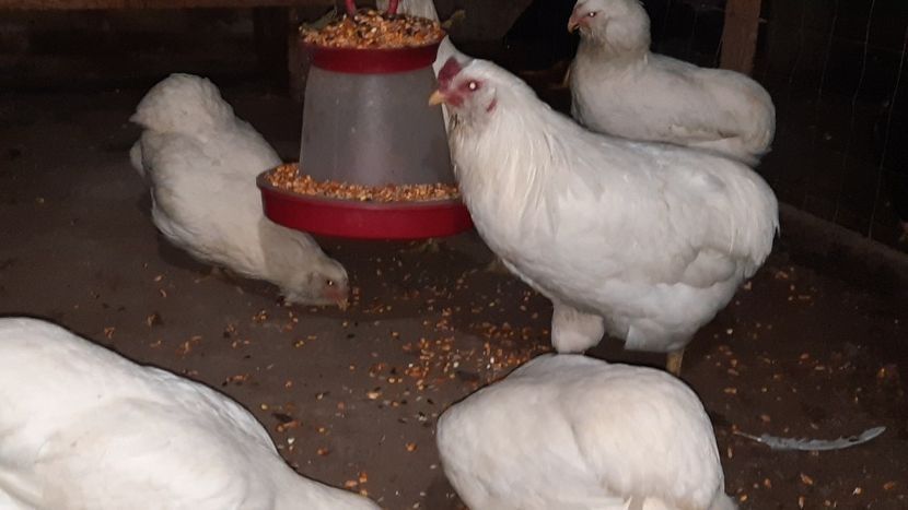 Vând ouă găini araucana