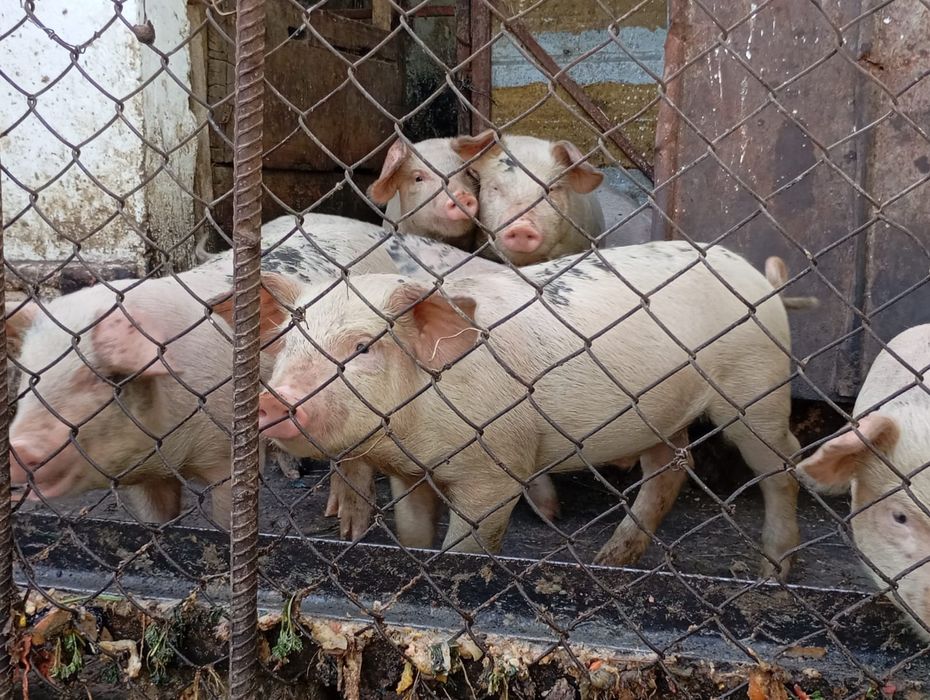 продаются поросята