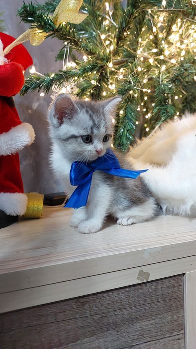 Котята скоттиш страйт