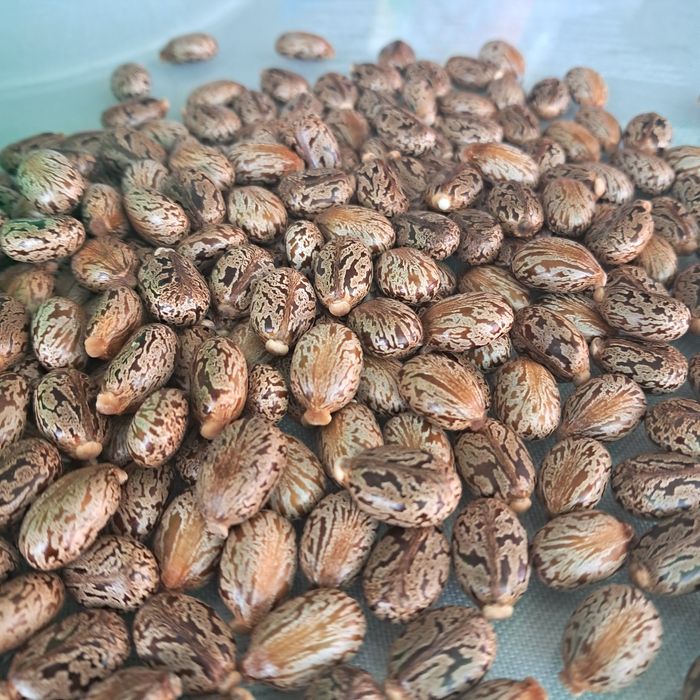 Семена от растение рицин