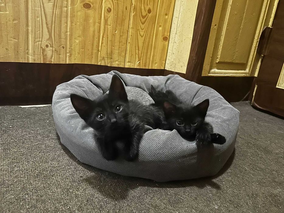 Pisoi spre adopție